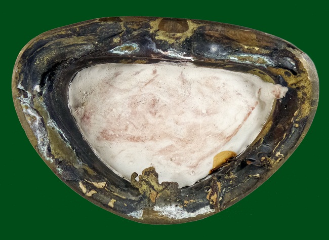 พระนาคปรกบูชาหน้าตัก 5 นิ้วครับ