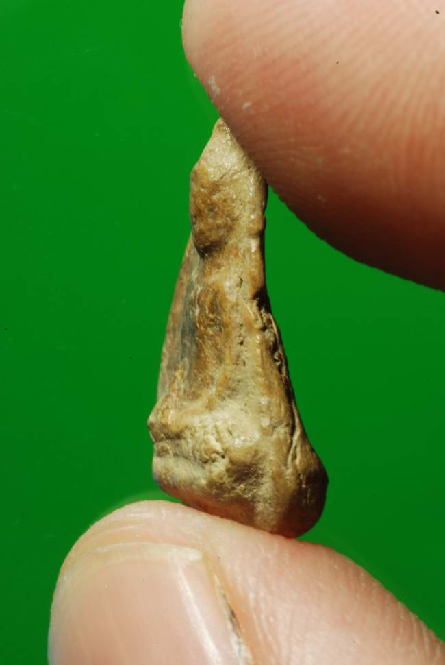 อู่ทอง เนื้อดินแก่ว่าน กำแพงเพชร