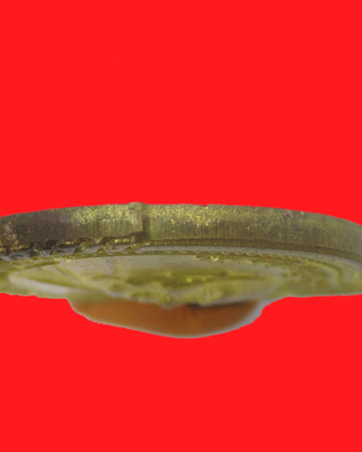 เหรียญ สบอ.พระอาจารย์สมชาย ฐิตวิริโย วัดเขาสุกิม