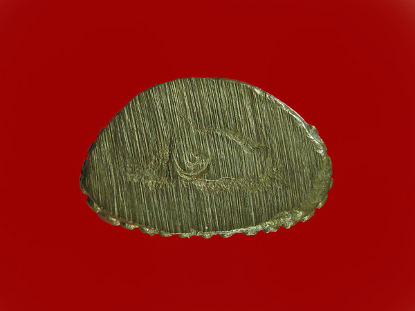 $ พระชัยวัฒน์ หลวงปู่คร่ำ วัดวังหว้า จ.ระยอง