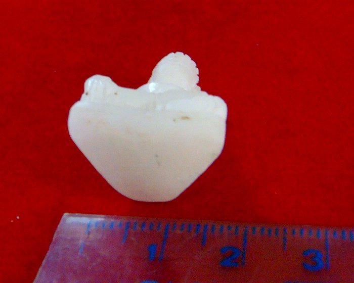 พระพุทธพิมพ์ปางมารวิชัย เนื้อหยกขาวแกะ