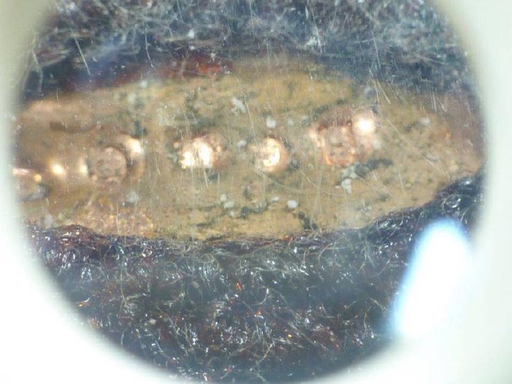 เบี้ยแก้ หลวงพ่ออุ้น วัดตาลกง หายาก จำนวนสร้าง 250 ตัว ตอกโค๊ต