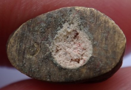 เสือพ่อแม่ หลวงปู่ธรรมรังษี อุดผงพรายหลวงปู่ทิม พร้อมกล่อง เ คาะเดียว