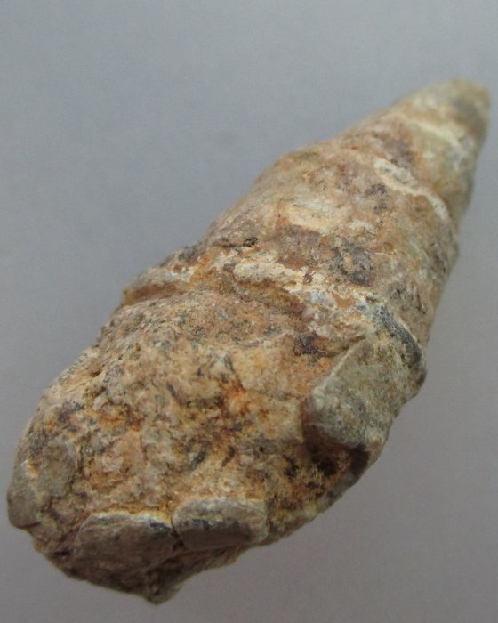 คตหอย