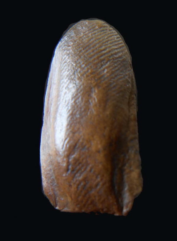 พระรอดวัดพระสิงห์ พิมพ์กลาง วัดพระสิงห์วรมหาวิหาร จ.เชียงใหม่