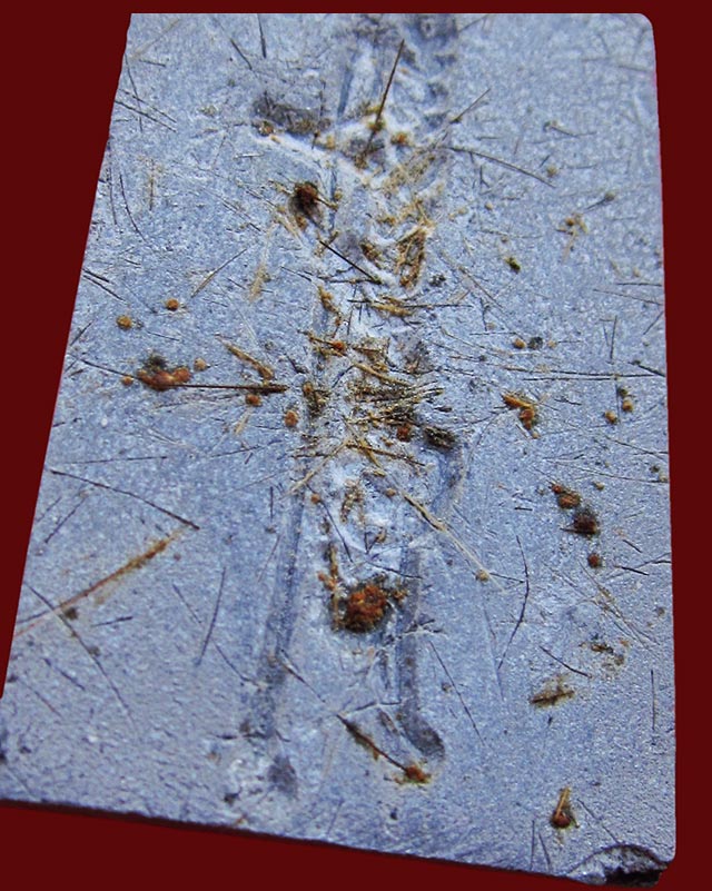 พระสมเด็จชินบัญชร หลังลายเซ็นต์ หลวงพ่อสาคร มนุญโญ วัดหนองกรับ เนื้อผงดำ โรยเส้นเกษา ปี ๒๕๔๒