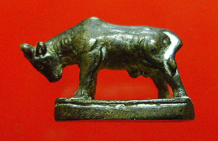 วัวหลวงพ่อแช่มวัดดอนยายหอมสวยครับ