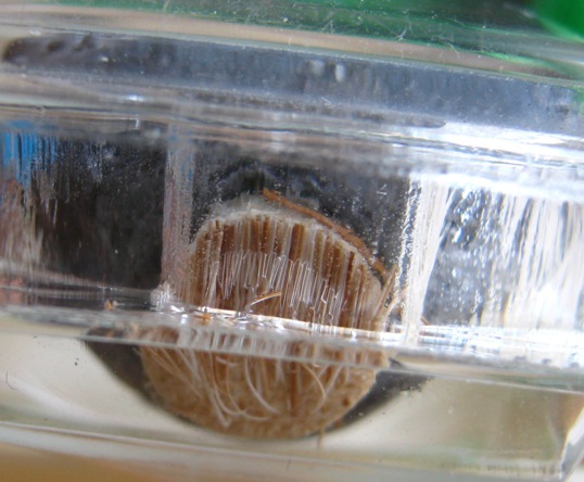 รูปหล่อ รุ่นแรก หลวงปู่กาหลง เขี้ยวแก้ว เนื้อตะกั่วขอมโบราณพันปี ติดเส้นเกศาผงพุทธคุณ ฐานหนังเสือ จา