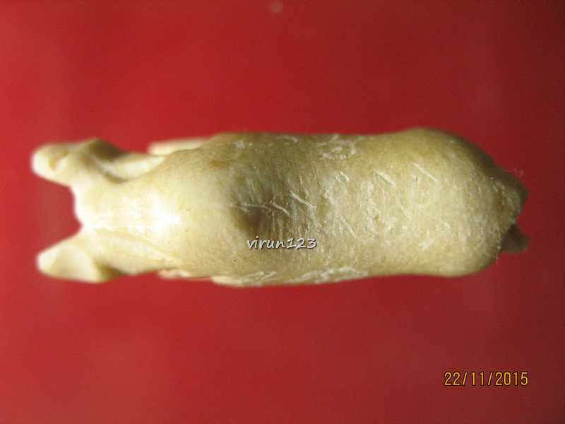 วัดใจ.....วัว แกะจากเขากวาง ยาว3.1 x สูง1.6 ซม. หลวงพ่อสิน วัดละหารใหญ่