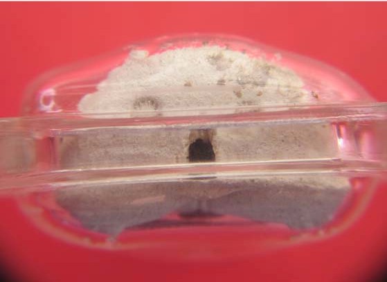 พระผงปิดตารุ่นไตรมาสรวยทันใจ 43 พิเศษมีจีวร