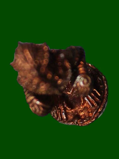 เคาะเดียวแดง หนุมานมหาปราบไตรจักร หลวงพ่อสาคร วัดหนองกรับ เนื้อทองแดง