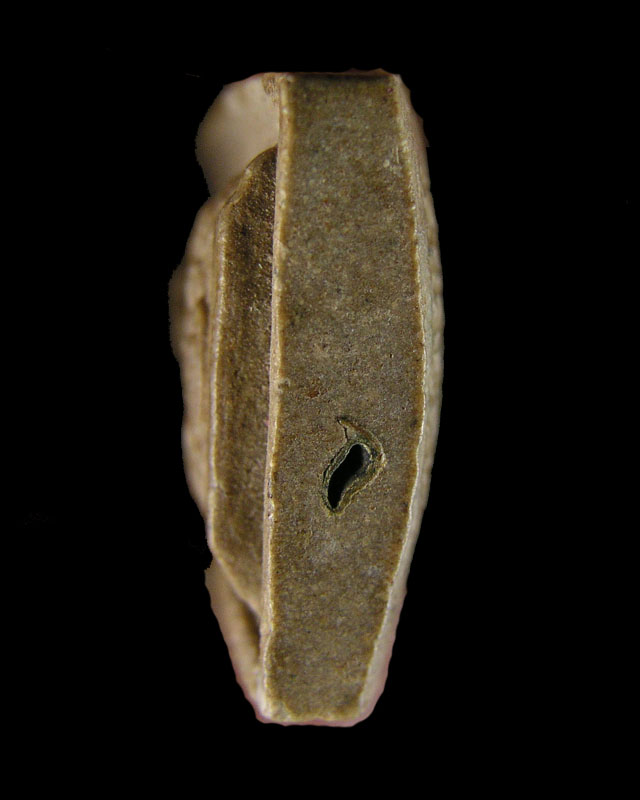 หลวงปู่โต๊ะ พิมพ์กลีบบัวเล็ก เนื้อเกสร วัดประดู่ฉิมพลี สร้างปี พ.ศ. 2521 