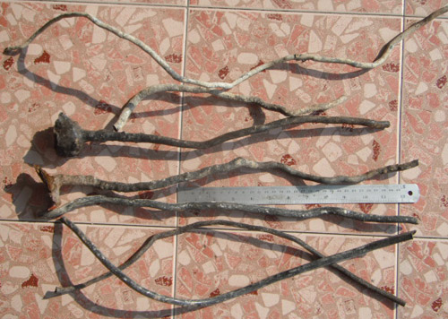 ไม้กัลปังหา