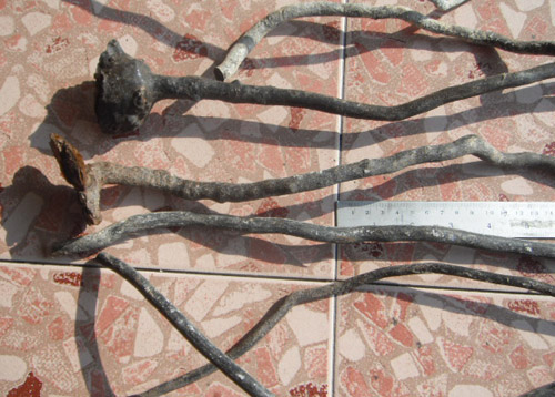 ไม้กัลปังหา