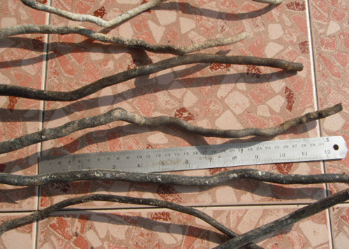 ไม้กัลปังหา