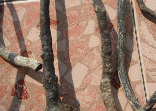 ไม้กัลปังหา