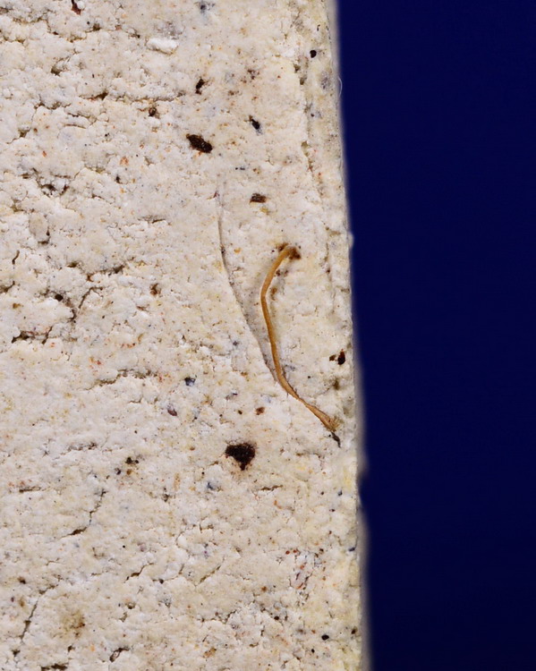 พระสมเด็จฐานสิงห์ หลวงพ่อแช่ม วัดดอนยายหอม นครปฐม