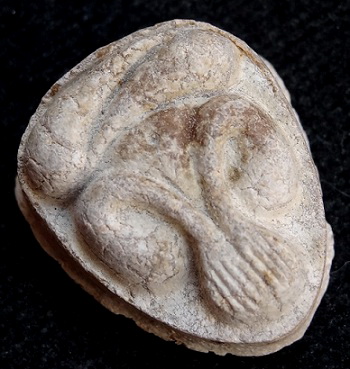 พระปิดตามหาเสน่ห์ หลังยันต์พุทโธ เนื้อเกสรน้ำตาลปิ๊บ คราบกรุ