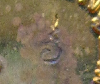 เหรียญทานบารมี หลวงปู่ชื้น วัดญาณเสน จ อยุธยา ปี2546 เนื้อทองฝาบาตร มีโค๊ต