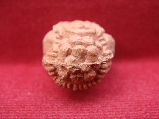 ปิดตาชมพูนุช หลวงปู่หมุน  เคาะเดียว