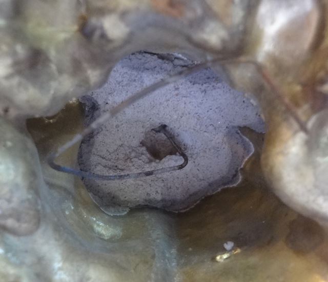  พระบูชาหลวงพ่อคูณก้นดินฝรั่งกว้าง4.5 นิ้วสูงจากฐาณ 7 นิ้วผิ ว หิ้งเดิมๆครับ