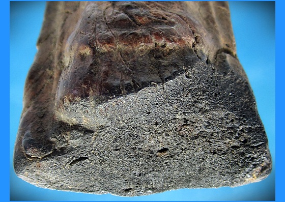 พระว่านจำปาสัก