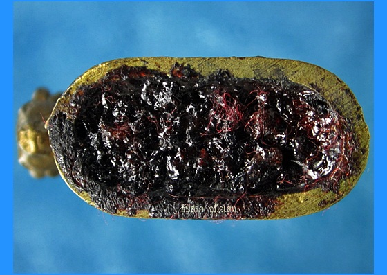 วัวธนู มะ หิ สุ ตัง หลวงพ่อพูล วัดไผ่ล้อม จ.นครปฐม