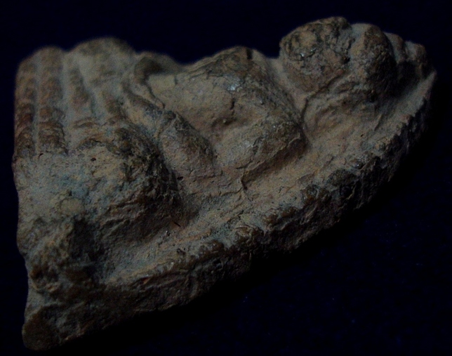 พระหลวงพ่อโต กรุวัดบางกระทิง พิมพ์สมาธิ