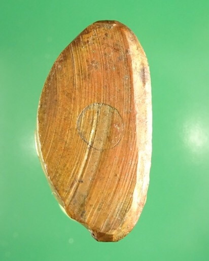 บึงนาราง เคาะเดียว