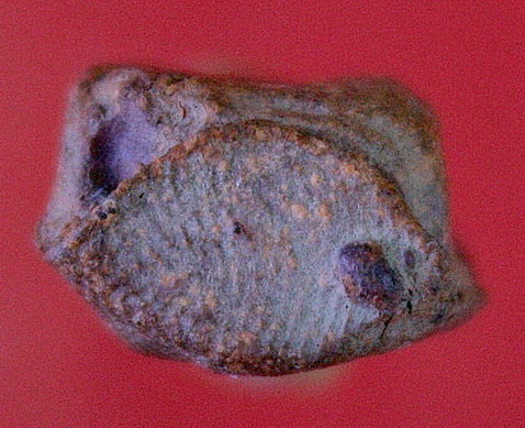 พระรอดแสงตา พิมพ์เล็ก[หายาก]กรุวัดมหาวันลำพูน