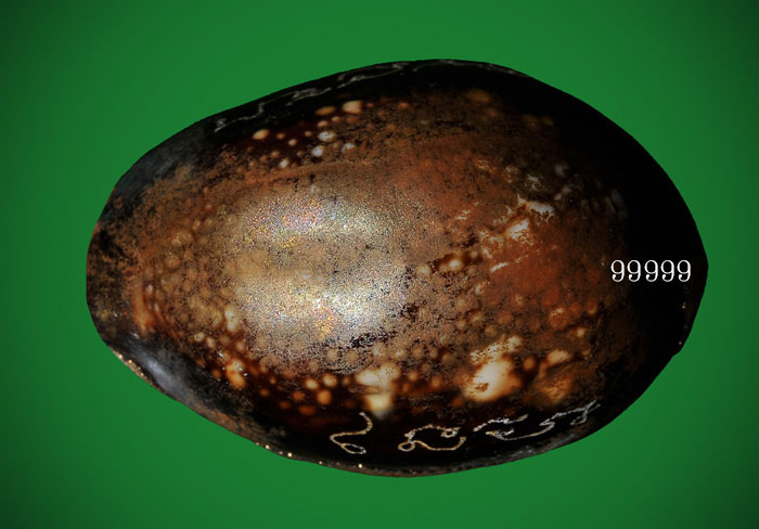 เบี้ยแก้กรรมการ อุดผงพรายกุมารคลุกรักชันโรง ปี 54 หลวงปู่บัว ปลุกเสก .. 2 ..