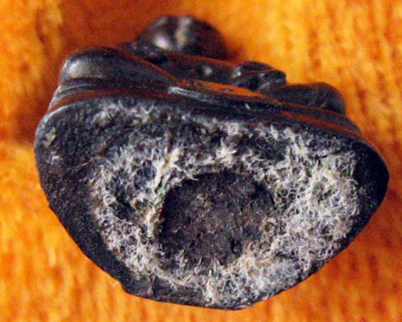 หลวงพ่อสาคร มนุญโญ วัดหนองกรับ อ.บ้านค่าย จ.ระยอง ( ศิษย์เอกหลวงปู่ทิม)