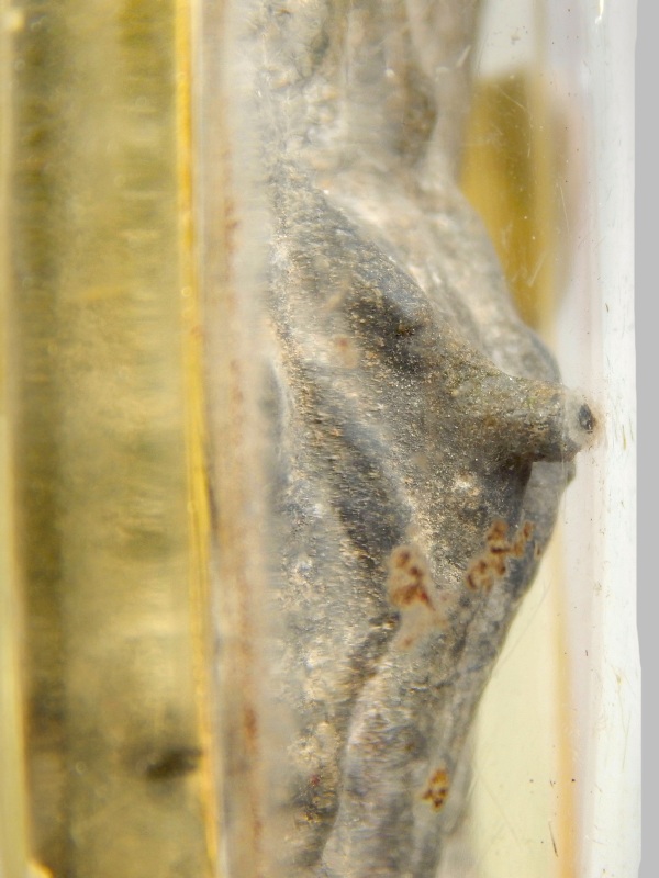 พระปางป่าเลไลย์ สนิมแดง กรุท่าเสา จ.กาญจนบุรี