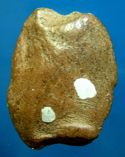 แชมป์ ซุ้มยอเนื้อดิน กำแพงเพชร สวยกริ๊ป