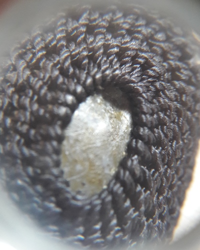 เบี้ยกัน รุ่น2 ปี54 หลวงพ่อสาคร วัดหนองกรับ สร้าง 9000ตัว//4