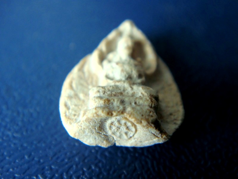 พระปรกเจ้าคุณนร เนื้อผง กรุองค์พระปฐมเจดีย์ครับผม