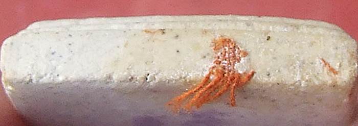 พระสมเด็จหลังลายเซ็นต์ ก้นอุดจีวร หลวงปู่หมุน ปี 43 ออกวัดซับลำใย รุ่นมหาสมปราถนา 