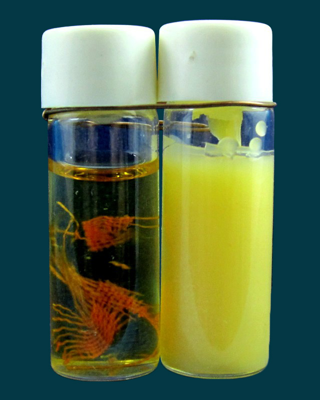 สีผึ้ง น้ำมันงาดิบ แบบขวด หลวงปู่บัว ถามโก วัดศรีบูรพาราม จ.ตราด