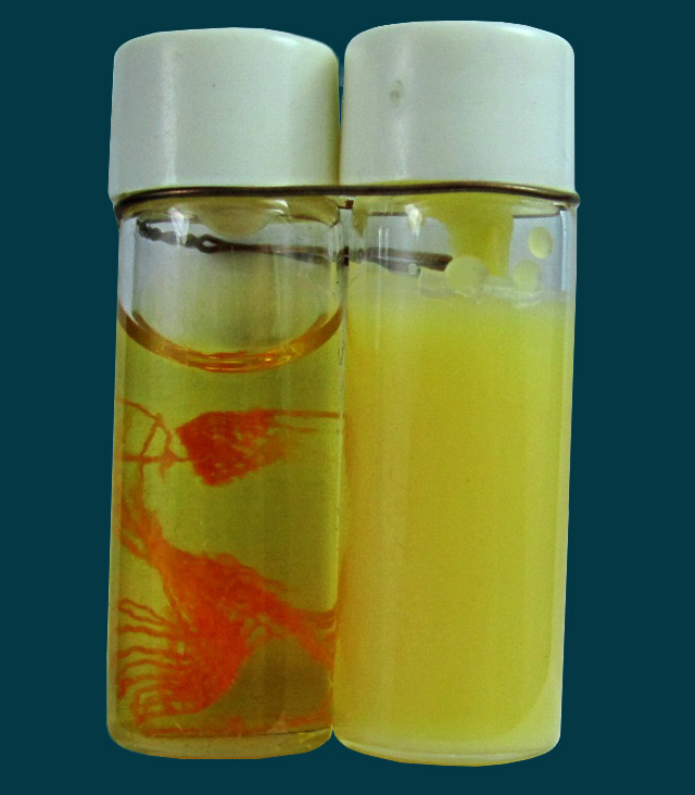 สีผึ้ง น้ำมันงาดิบ แบบขวด หลวงปู่บัว ถามโก วัดศรีบูรพาราม จ.ตราด