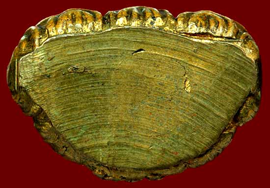 *พระกริ่ง รด. กรมรักษาดินแดน สร้าง..ท่านเจ้าคุณนรฯ วัดเทพศิรินทร์ฯ อธิษฐานจิต*