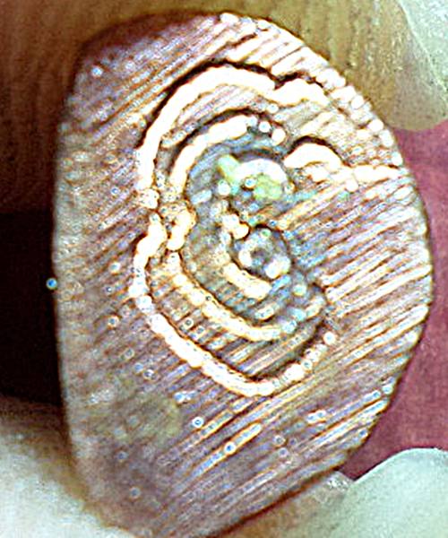 พระชัยจิ๋ว หลวงพ่อแพ ที่ระลึกรับพระราชทานสมณศักดิ์ 