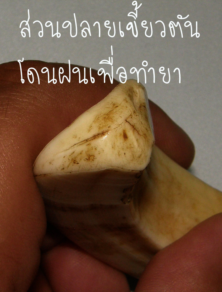 เขี้ยวหมูตัน ใหญ่ๆ