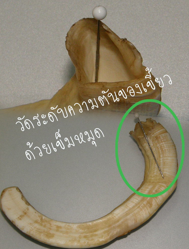 เขี้ยวหมูตัน ใหญ่ๆ