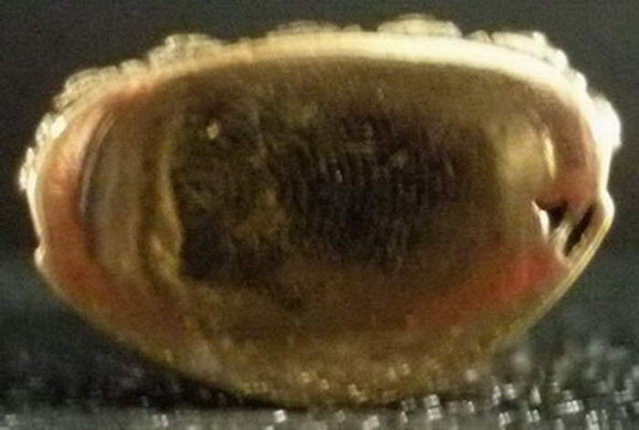 พระกริ่งบุญฤทธิ์ หลวงพ่อจำเนียร วัดถ้ำเสือ เนื้อทองทิพย์ ปี ๒๕๓๗