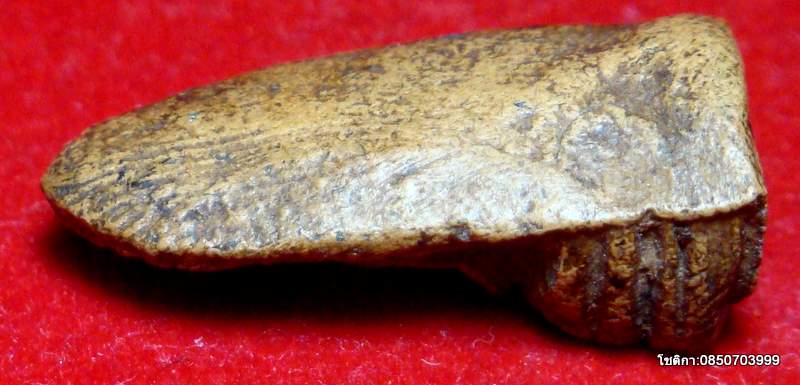 พระรอด วัดพระสิงห์ จ.เชียงใหม่ ปี 2496