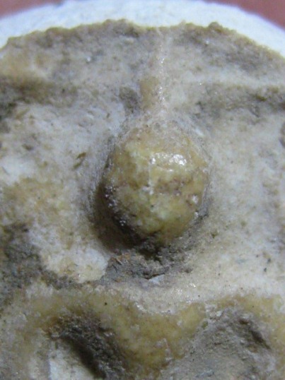 พระกรุวัดคู้สลอด พิมพ์จันทร์ลอย เนื้อผง จ.พระนครศรีอยุธยา สภาพพอใช้