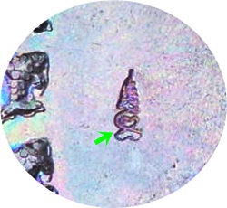 *** เหรียญกลมหลวงปู่ทิม พระครูสังวรสมณกิจ ปี 2551 เนื้อทองแดง โค้ดตัวเฑาะ