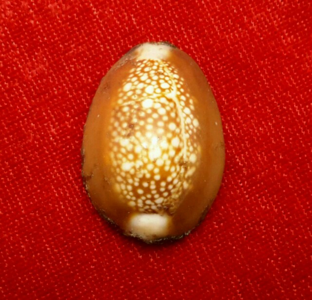 เบี้ยแก้ บรรจุปรอท หลวง พ่อ เกษม รุ่น สุริยุปราคา ปี 2538