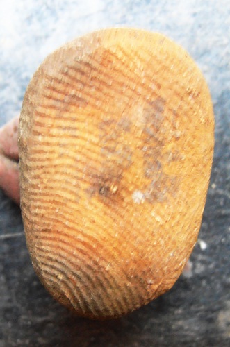 พระเนื้อดินหลวงพ่อพ่วง วัดกก สวยๆครับ