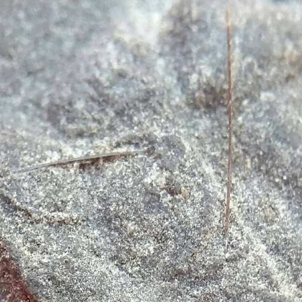 นางพญา สาริกา ทิพย์สุวรรณ หลวงปู่คำพันธ์ มาพร้อมเกศา